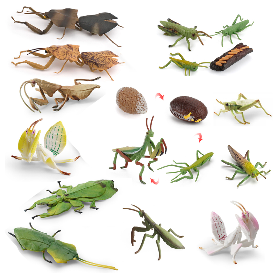 Kids Educational Game - Realistic Orchid Mantis Dead Leaf Mantis