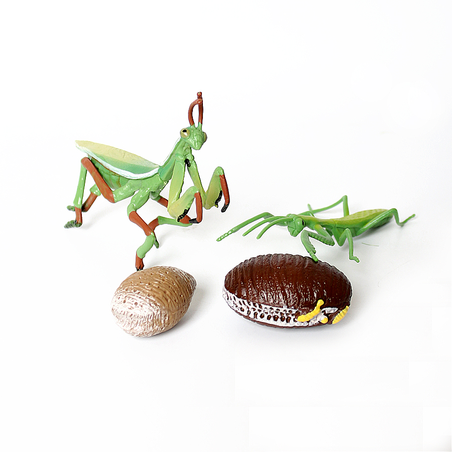 Realistic Orchid Mantis Dead L - Kids Educational Game ulasan dan harga